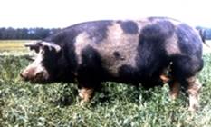 Porody Sviney Image006