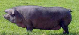 Porody Sviney Image011